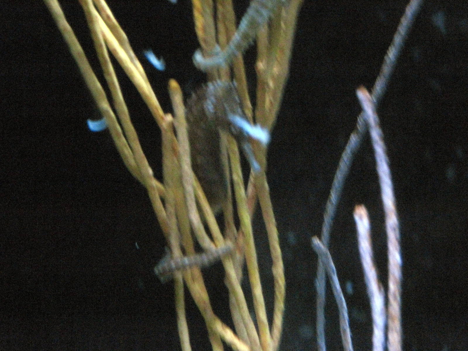 Surviving through Adaptation-Seahorse