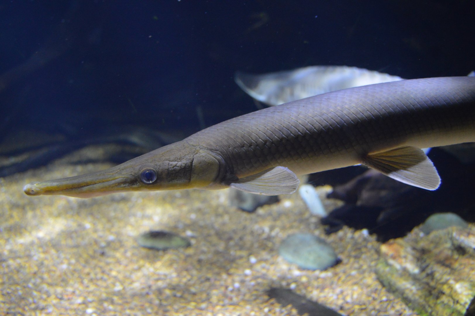Surviving Through Adaptation - Shortnose Gar (Lepisosteus platostomus)