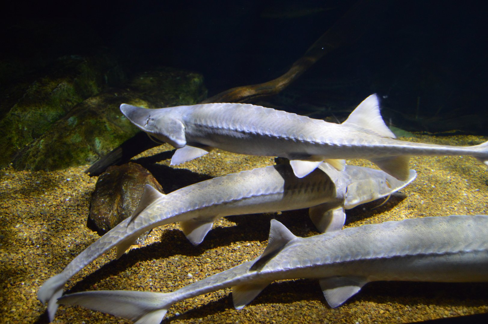 Surviving Through Adaptation - Shovelnose Sturgeon (Scaphirhynchus platorynchus) and Pallid Sturgeon (Scaphirhynchus albus)