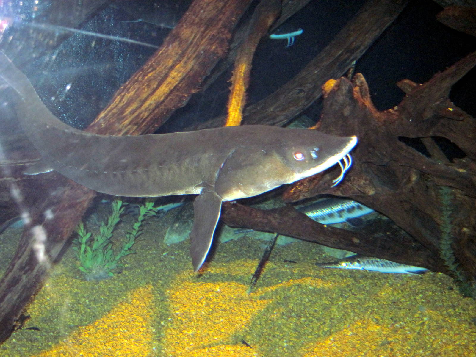 Surviving Through Adaptation-Sturgeon