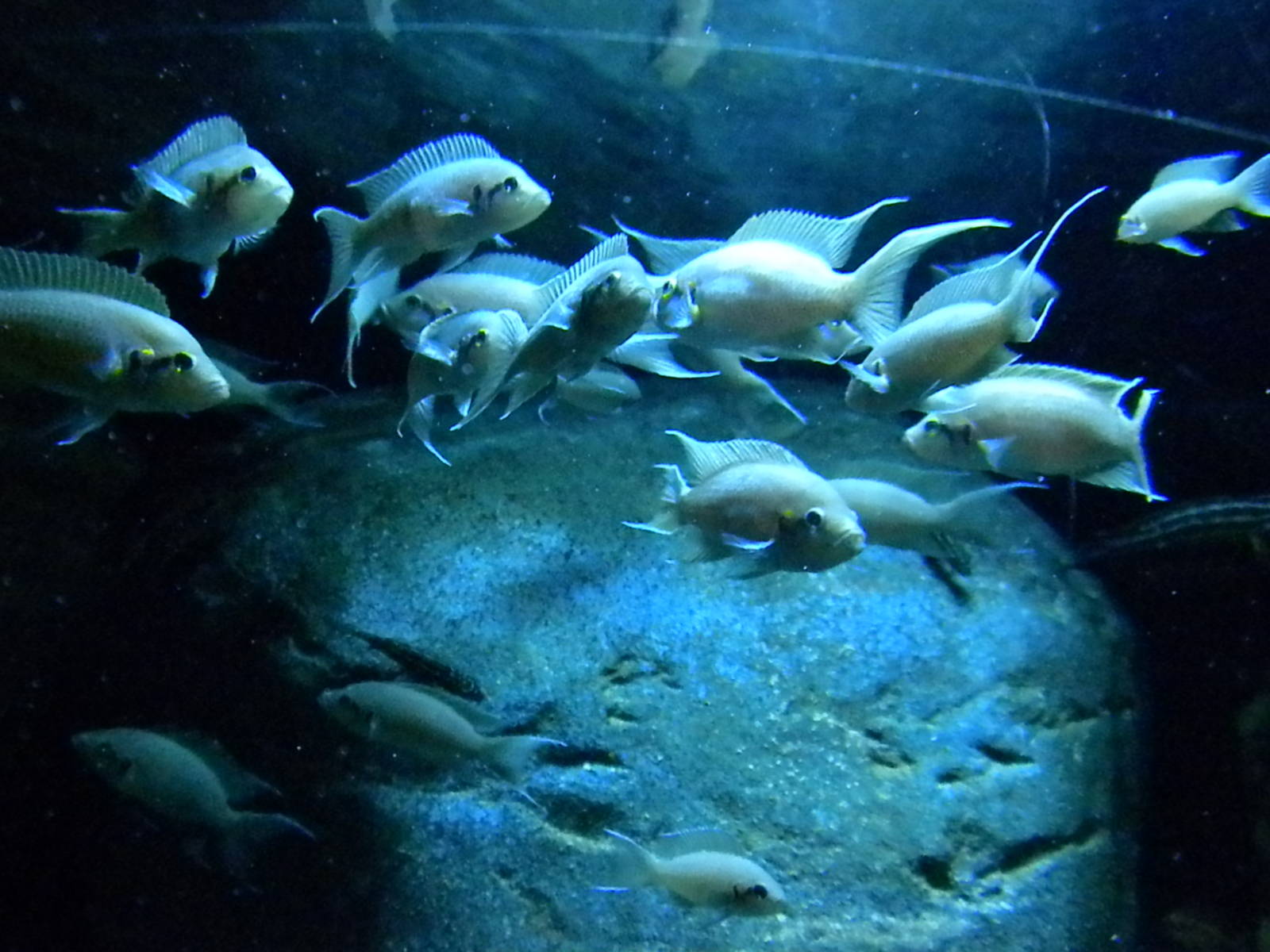 Surviving Through Adaptations Gallery - Evolving