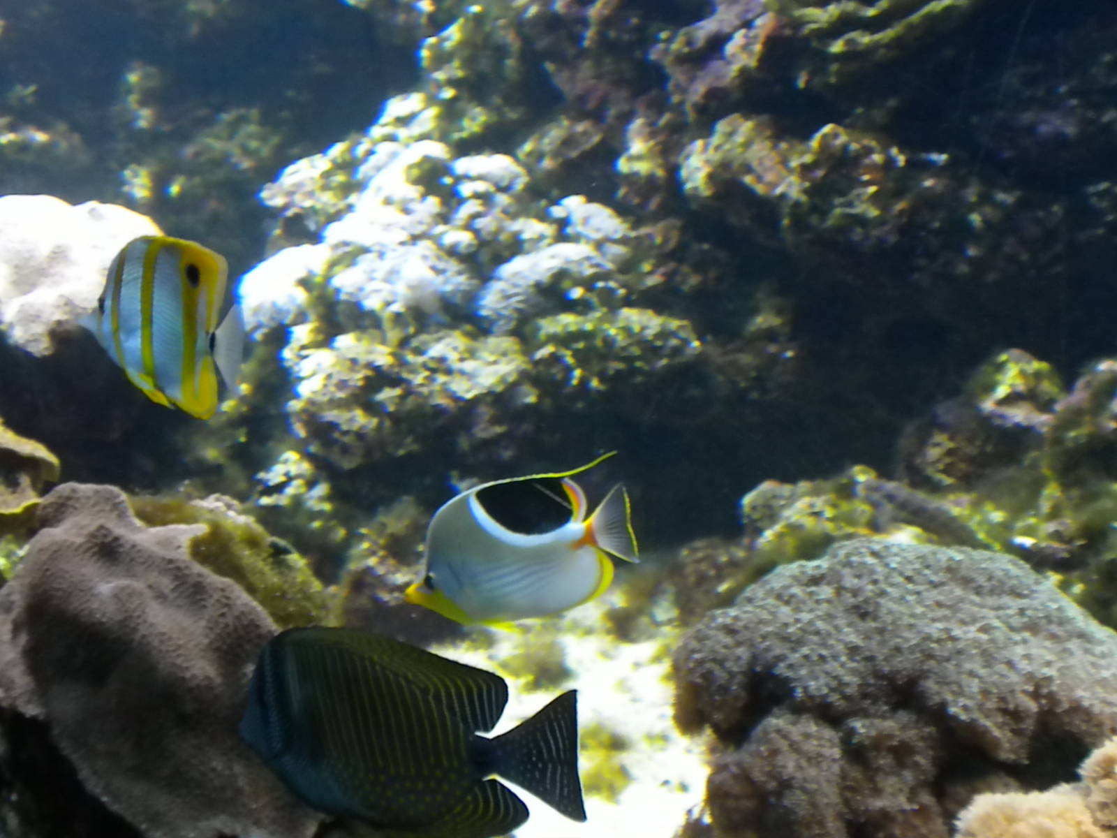 Surviving Through Adaptations Gallery - Occupying