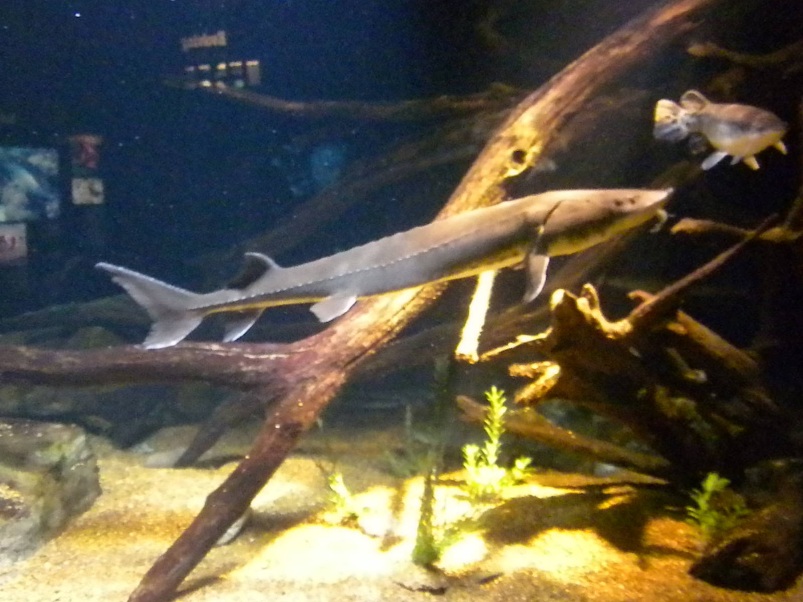 Surviving Through Adaptations Gallery - Surviving