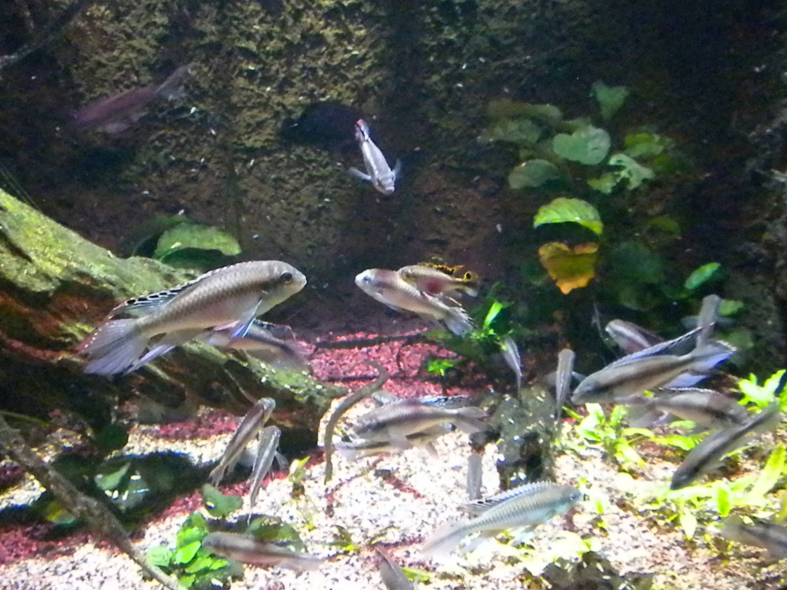 Surviving Through Adaptations Gallery