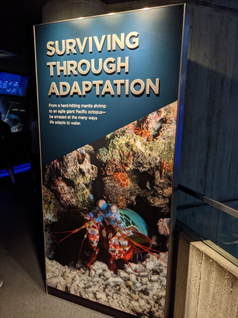 Surviving Through Adaptations