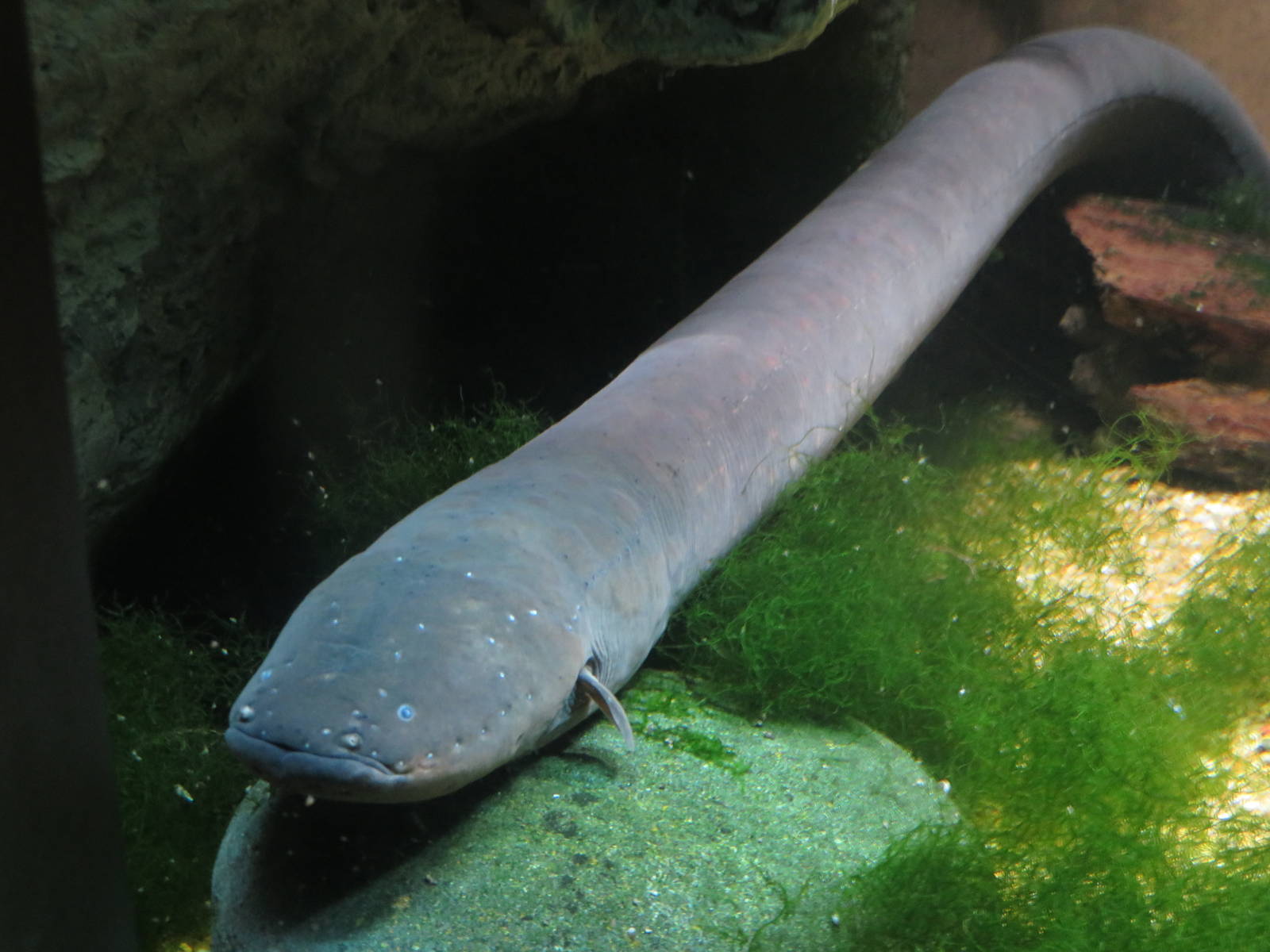 Surviving Through Adaption - Electric Eel