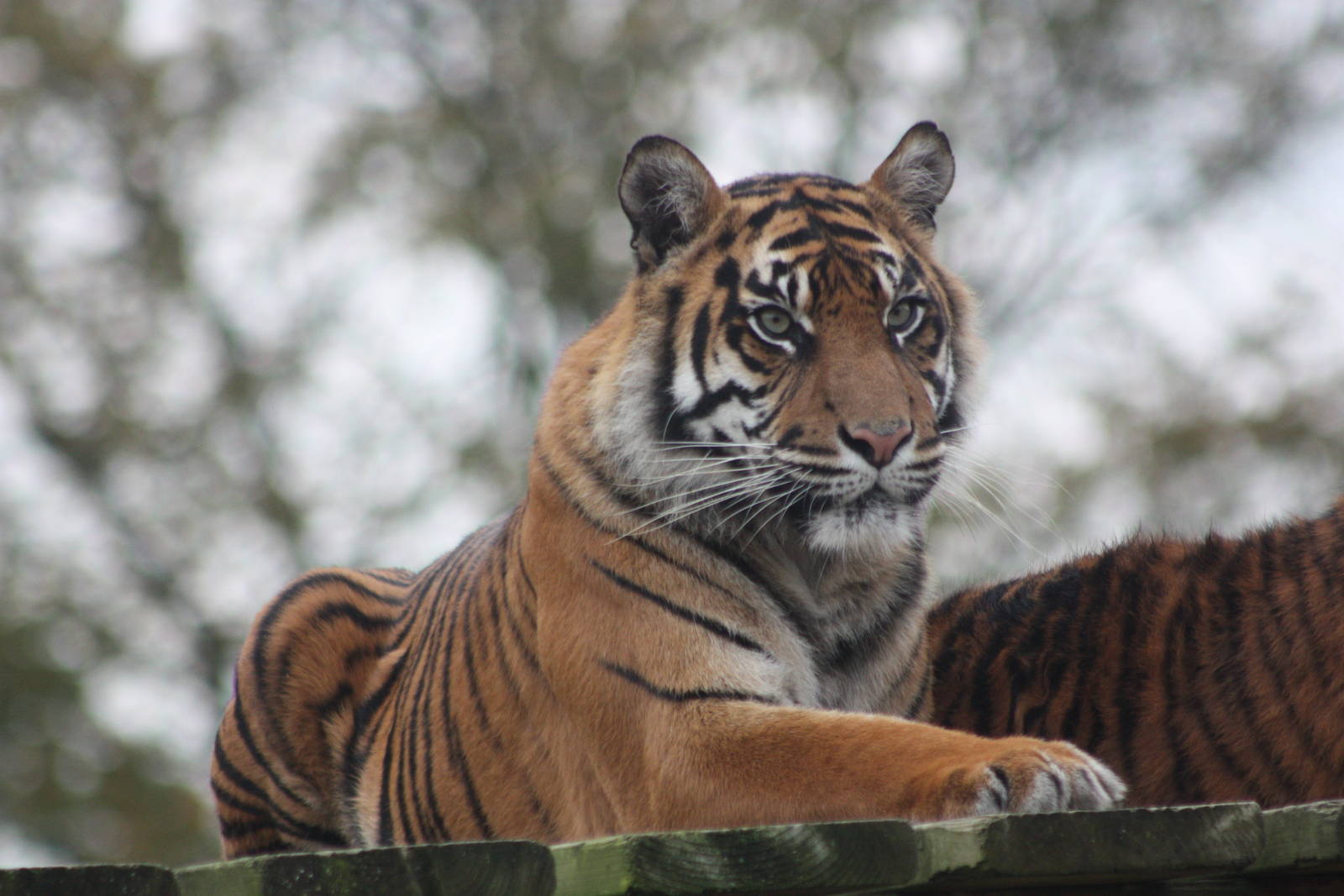 Surya, 27th October 2014