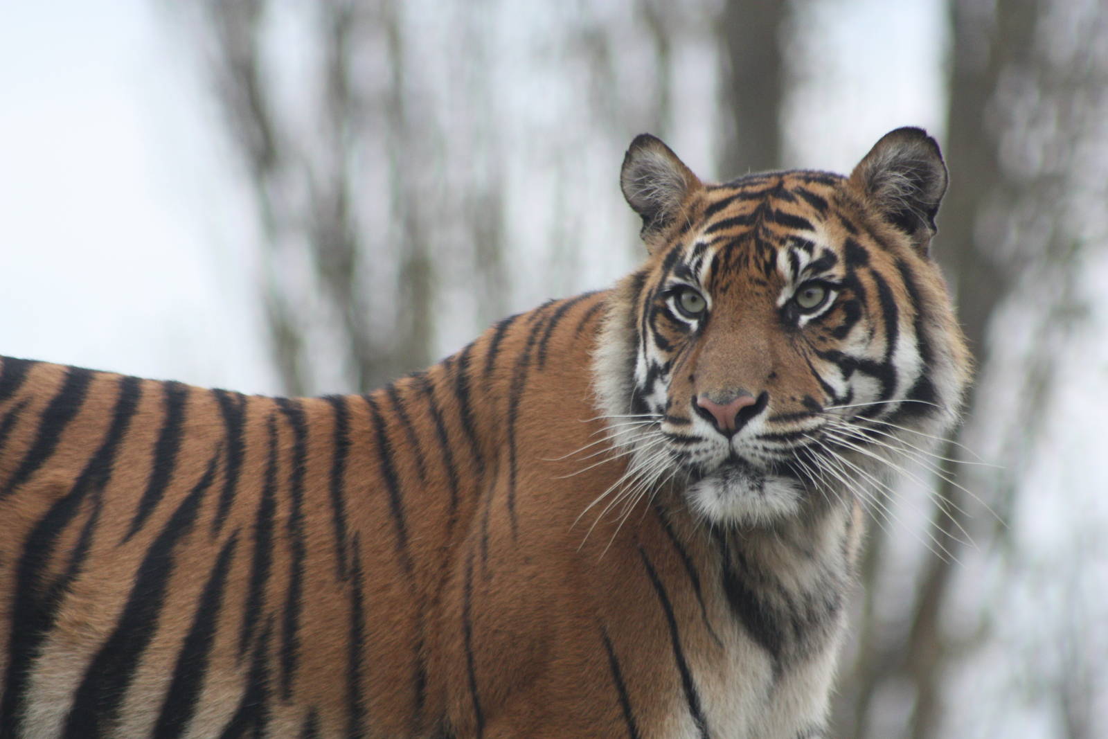 Surya, 27th October 2014