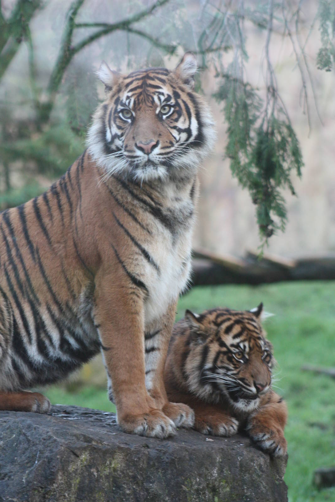 Surya and cub, 27th December 2014