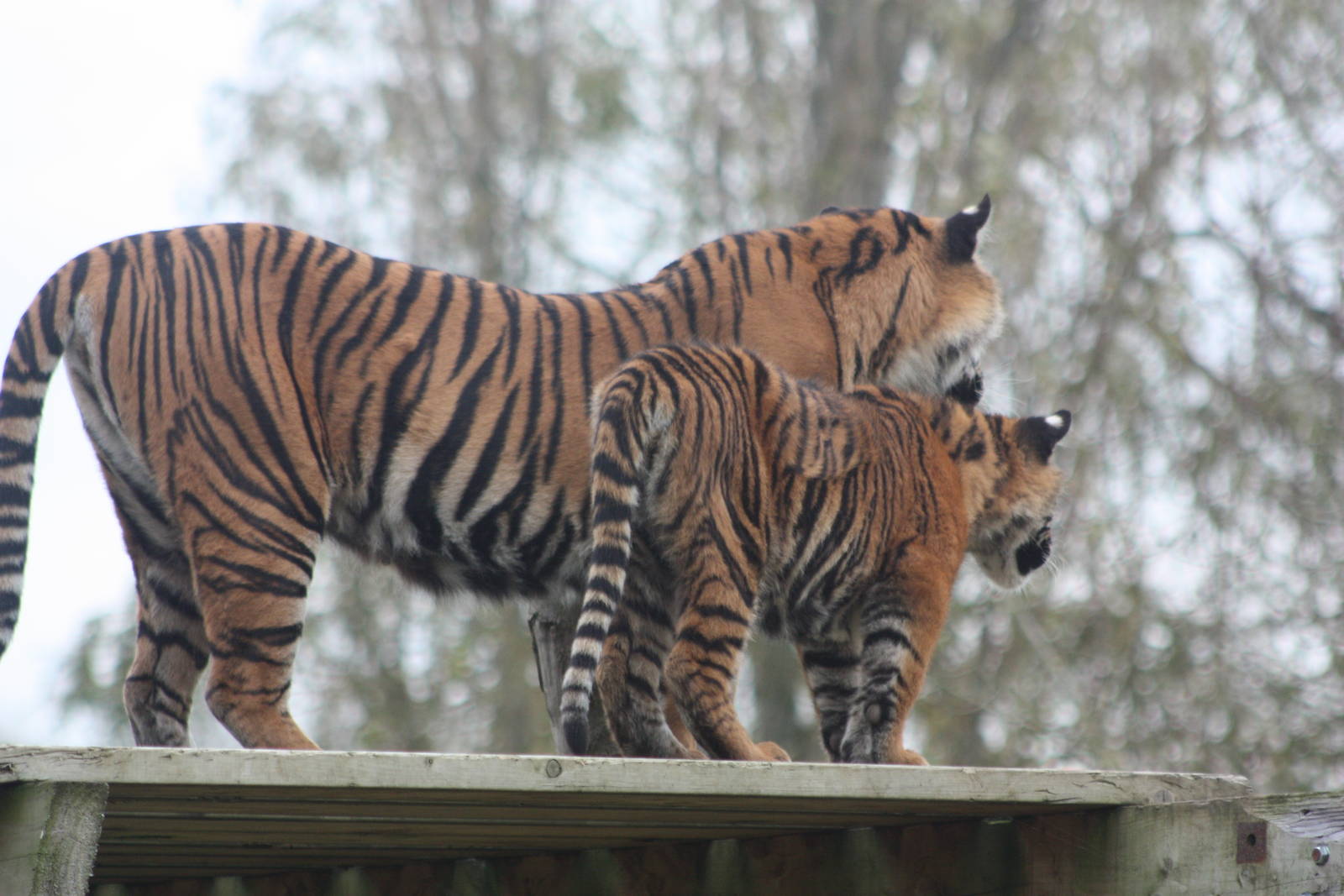 Surya and cub, 27th October 2014