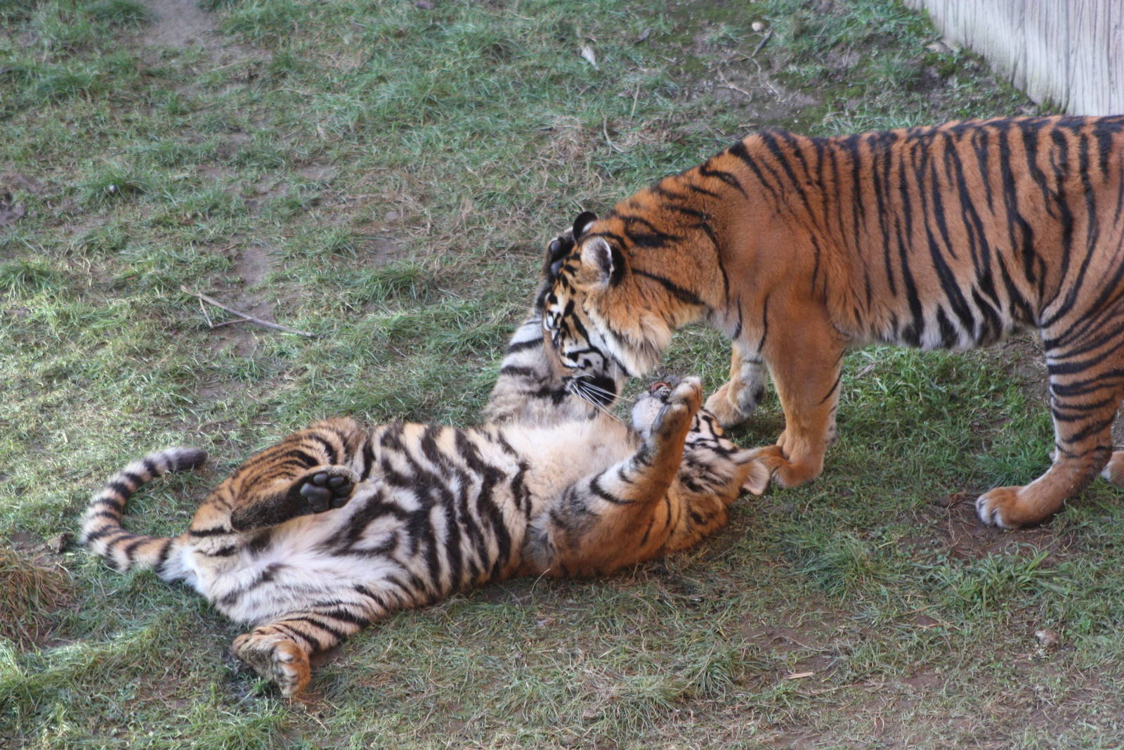 Surya and cub, 2nd January 2015