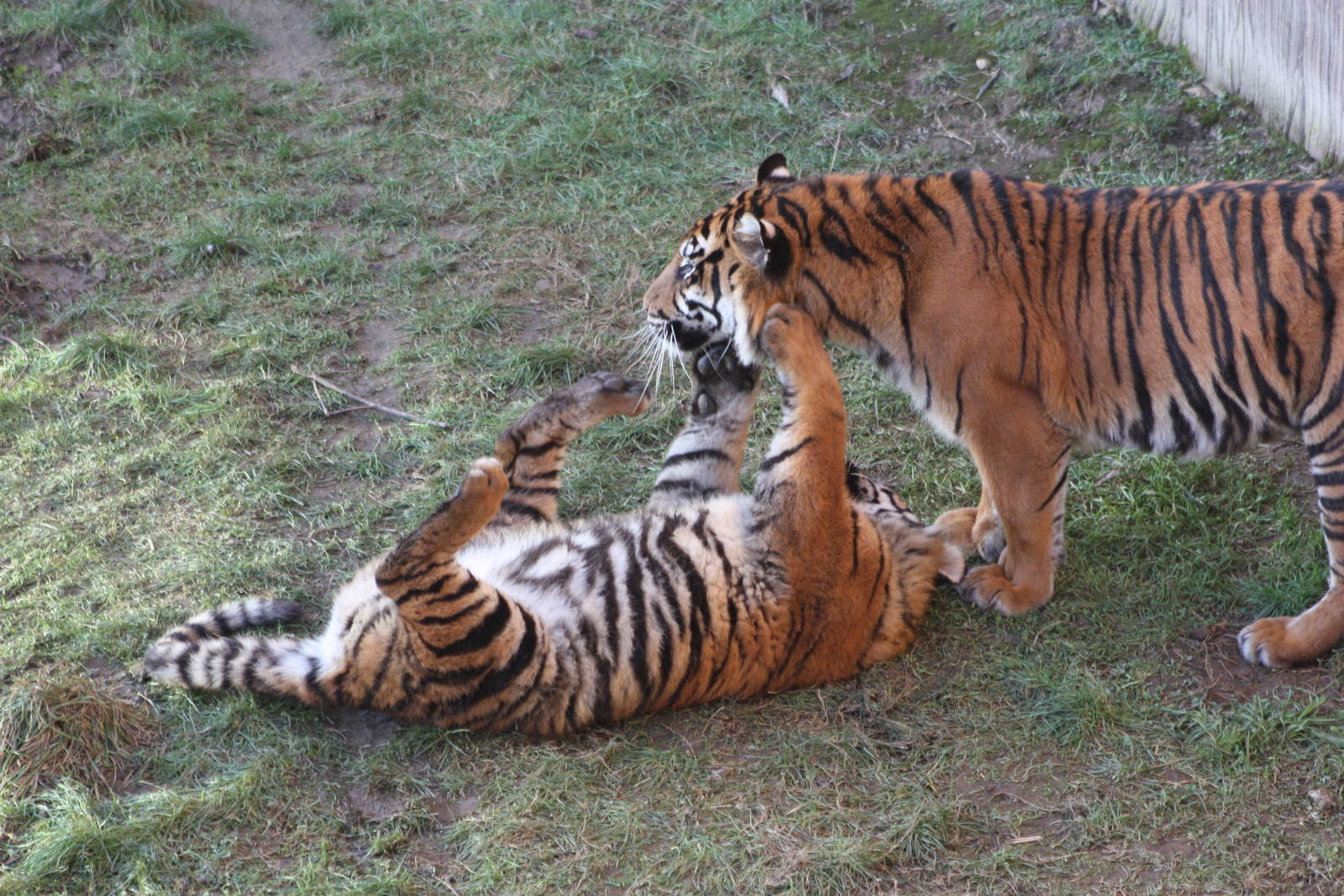 Surya and cub, 2nd January 2015