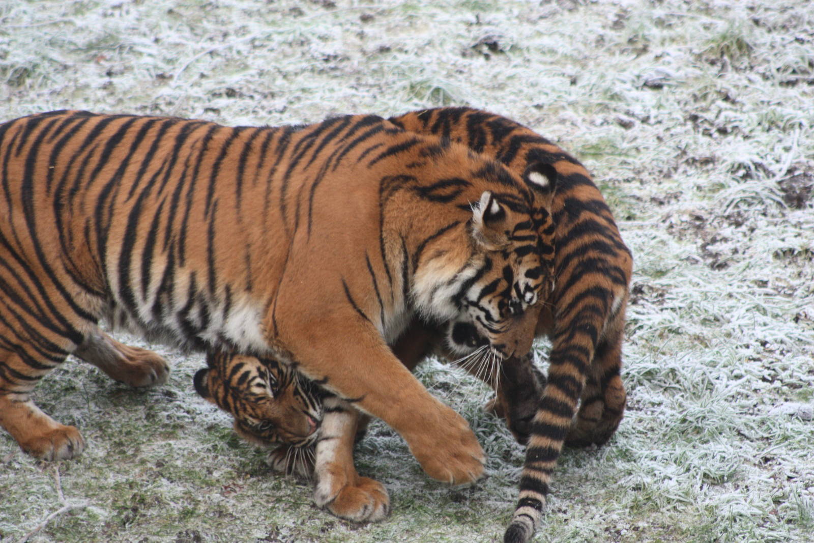 Surya and cub, 30th December 2014