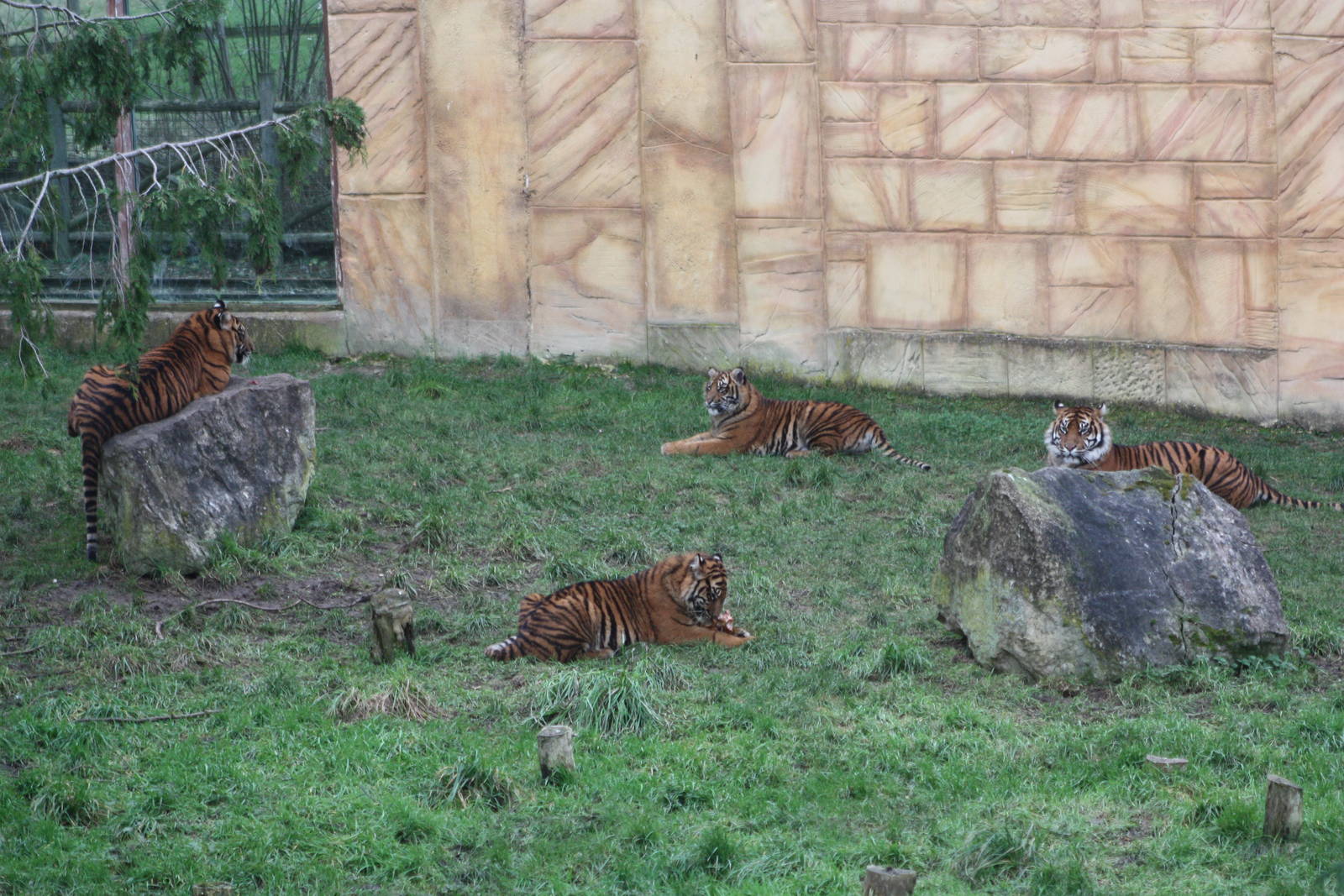 Surya and cubs, 22nd December 2014