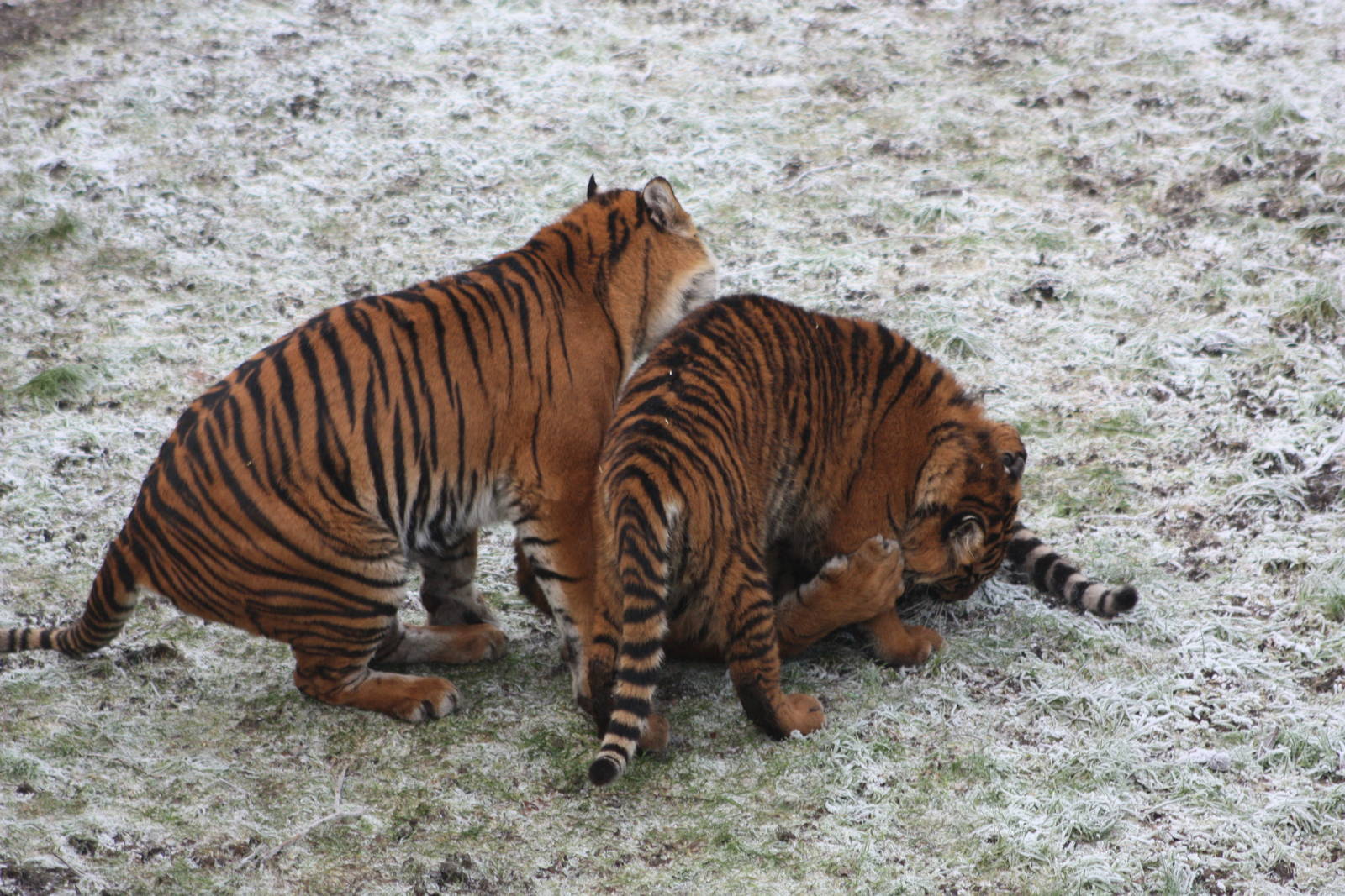 Surya and cubs, 30th December 2014
