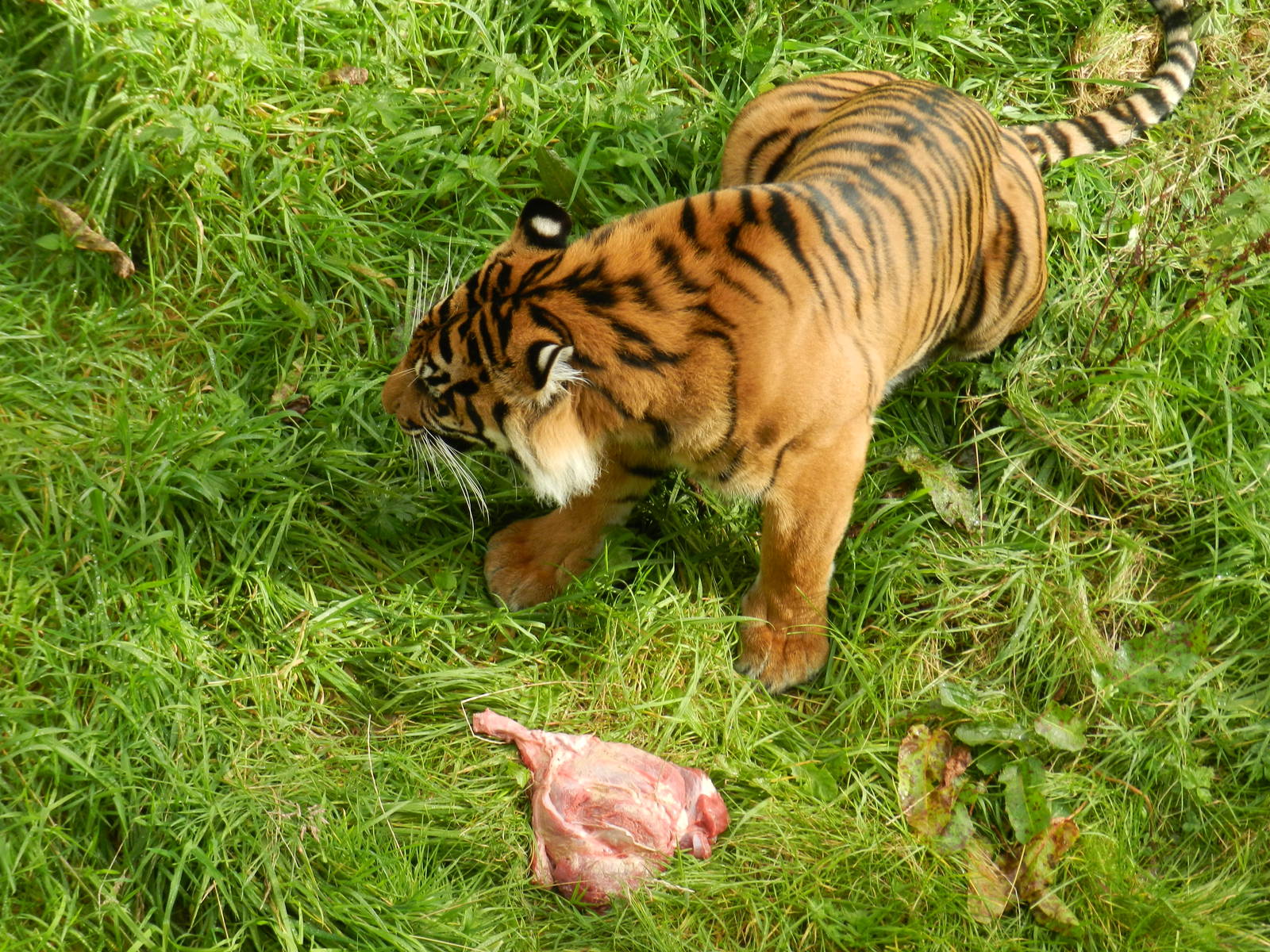 Surya (Sumatran Tiger) at Flamingo Land - 14/10/2012