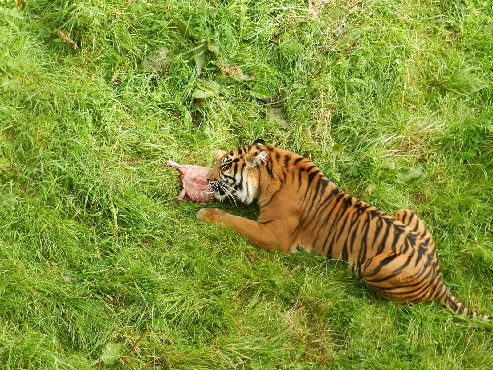 Surya (Sumatran Tiger) at Flamingo Land - 14/10/2012