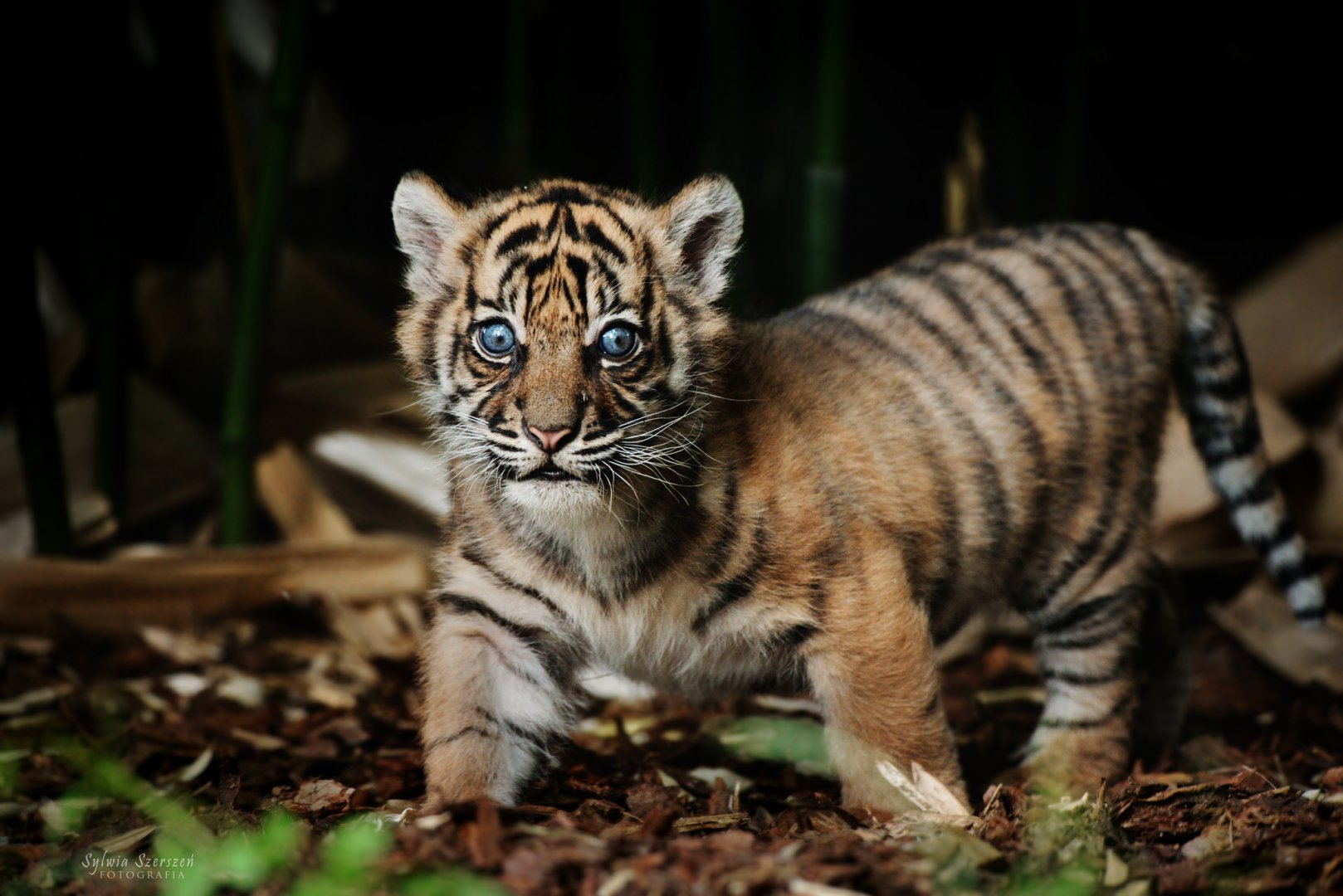Surya the first Sumatran tiger cub...