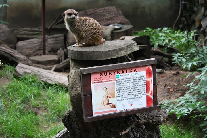Surykatka (Suricata suricatta)