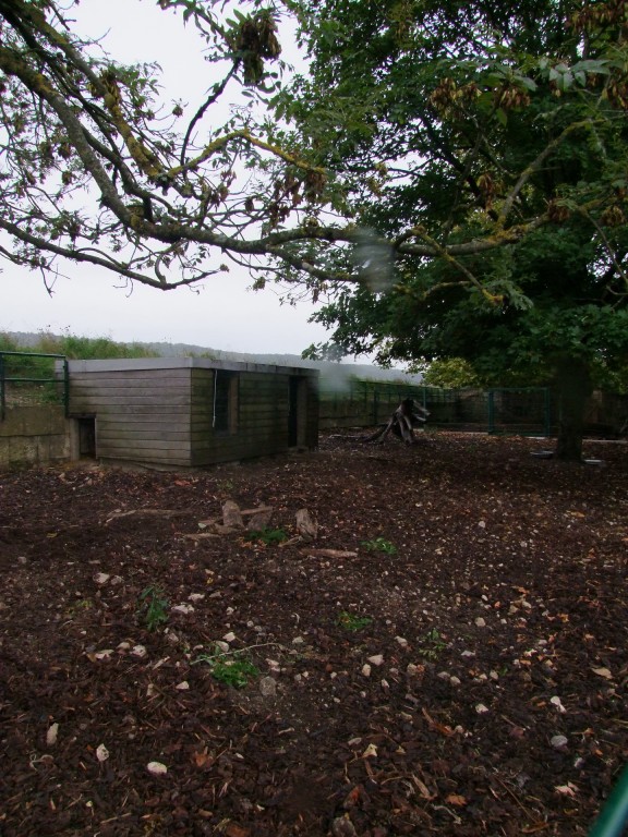 Sus cebifrons negrinus exhibit