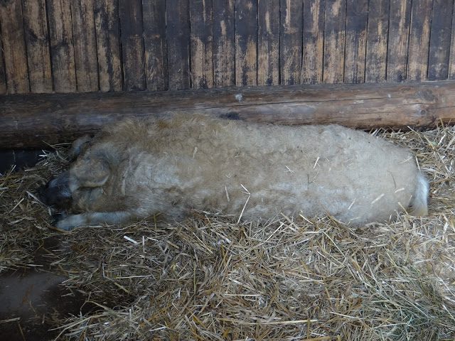 Sus scrofa scrofa domestic