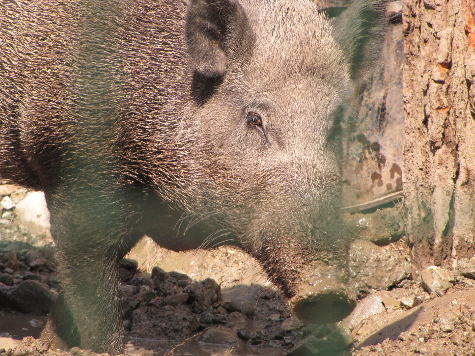 sus scrofa(tehran zoo)