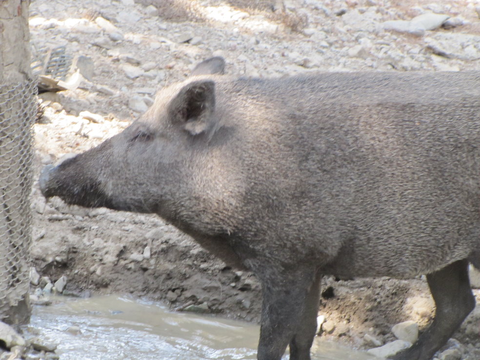 sus scrofa(tehran zoo)