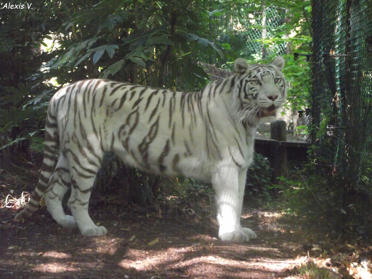 SUSHI, White Tiger - Zooparc de Beauval, 09/08/2025