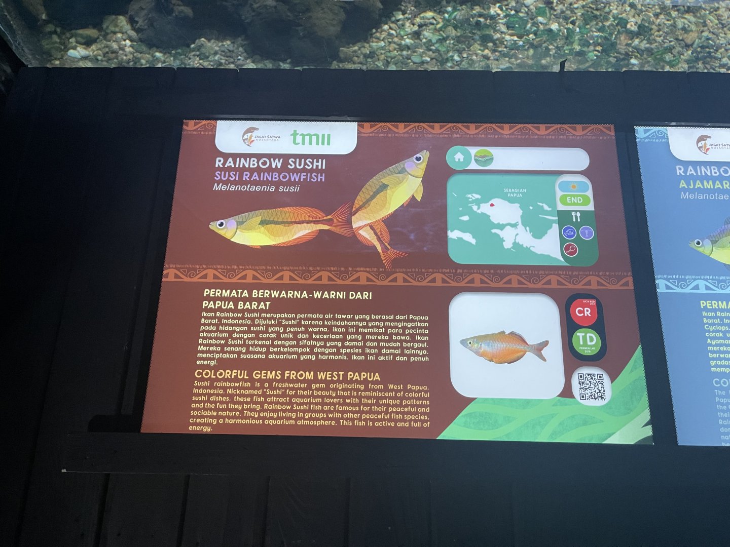 susi creek rainbowfish signage - dunia air tawar