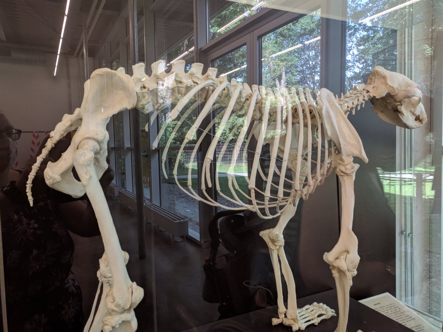 Susi the Last Brown Bear