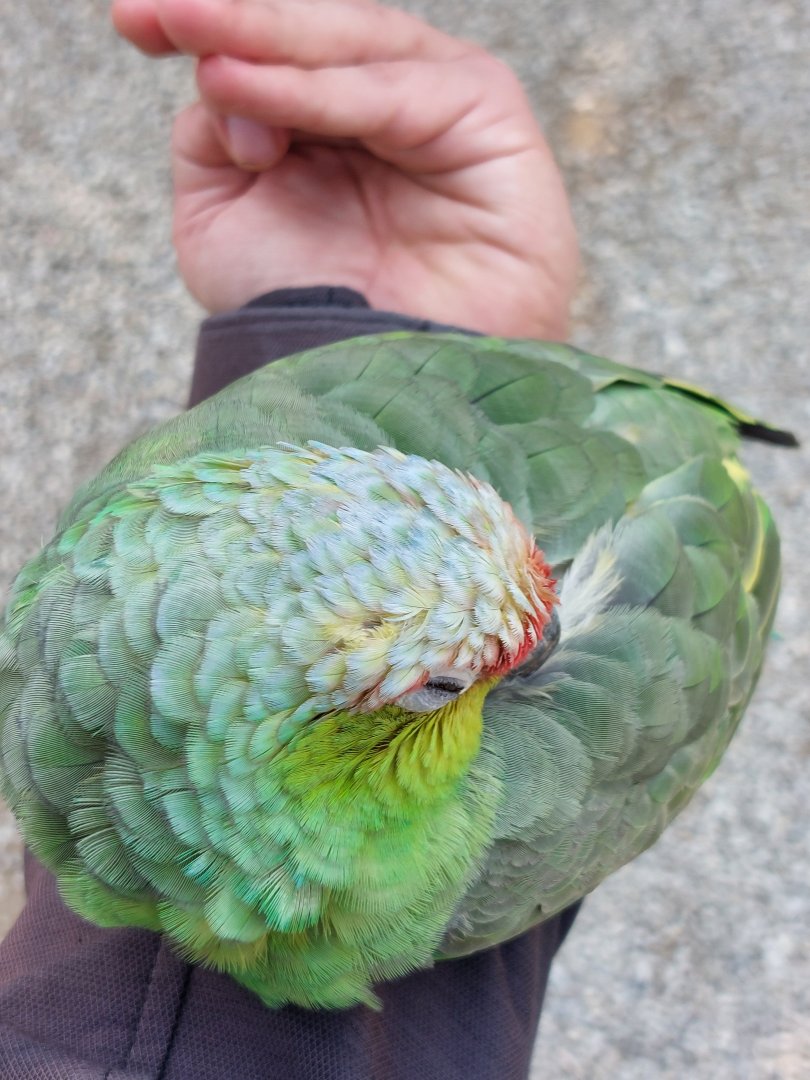 Susi the Lilacine amazon (Amazona autumnalis lilacina) on my arm