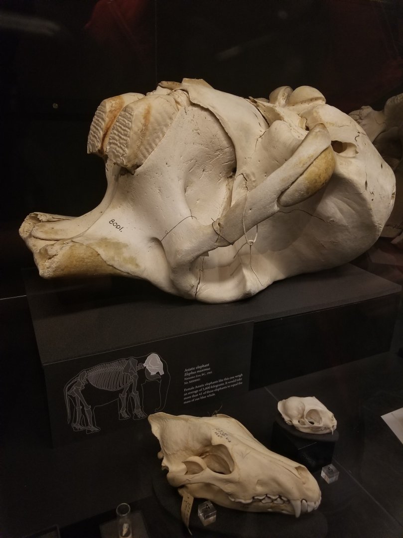 Susie (Asian elephant)