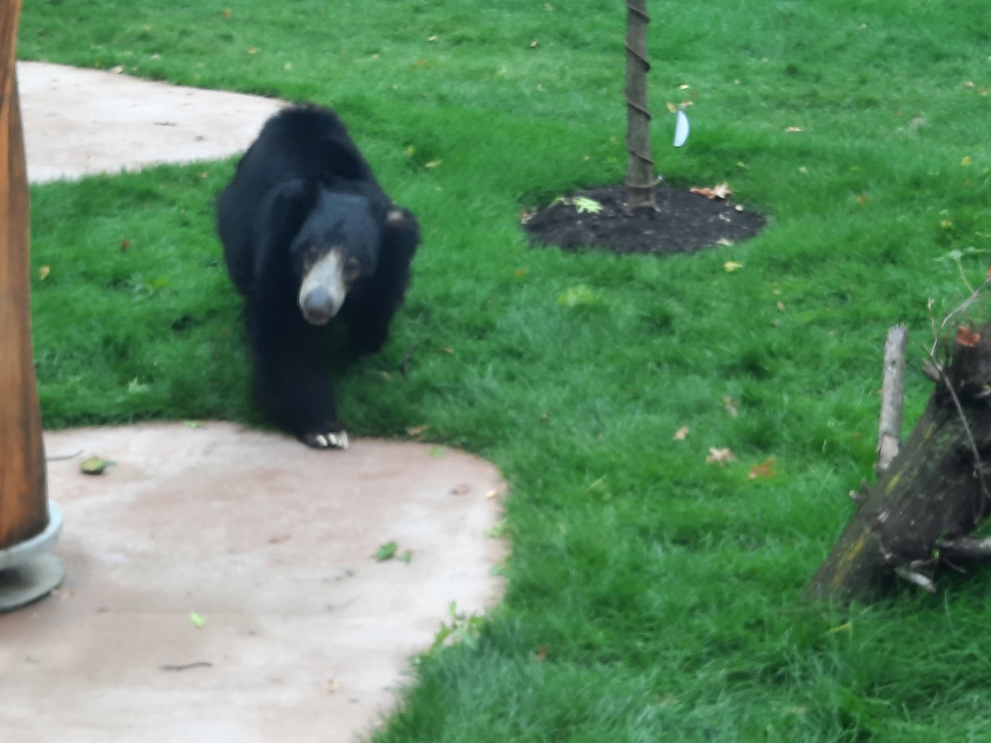 Susie's Bear Hollow- Balawat (Sloth Bear, M)