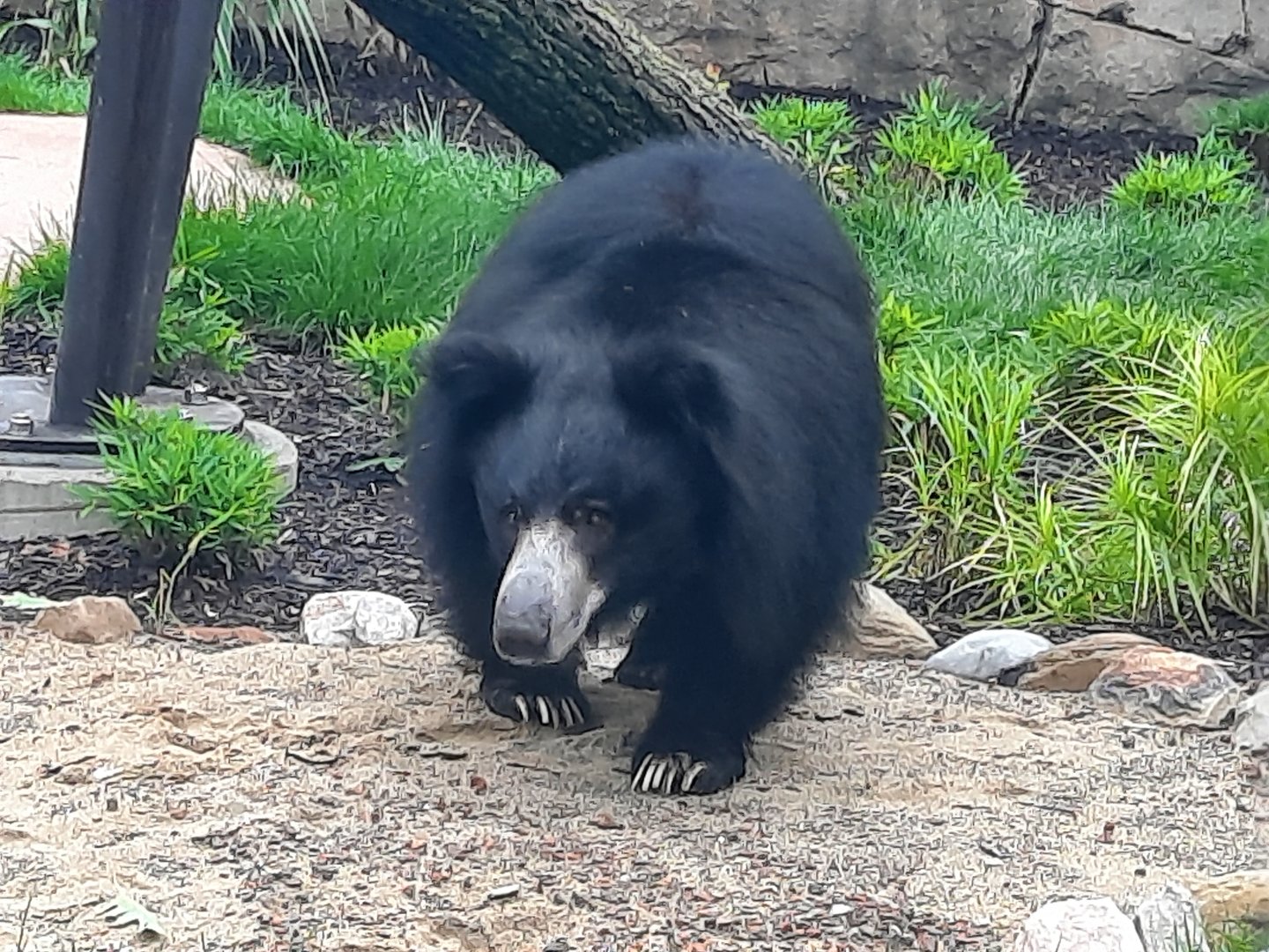 Susie's Bear Hollow- Shiva (Sloth Bear, F)
