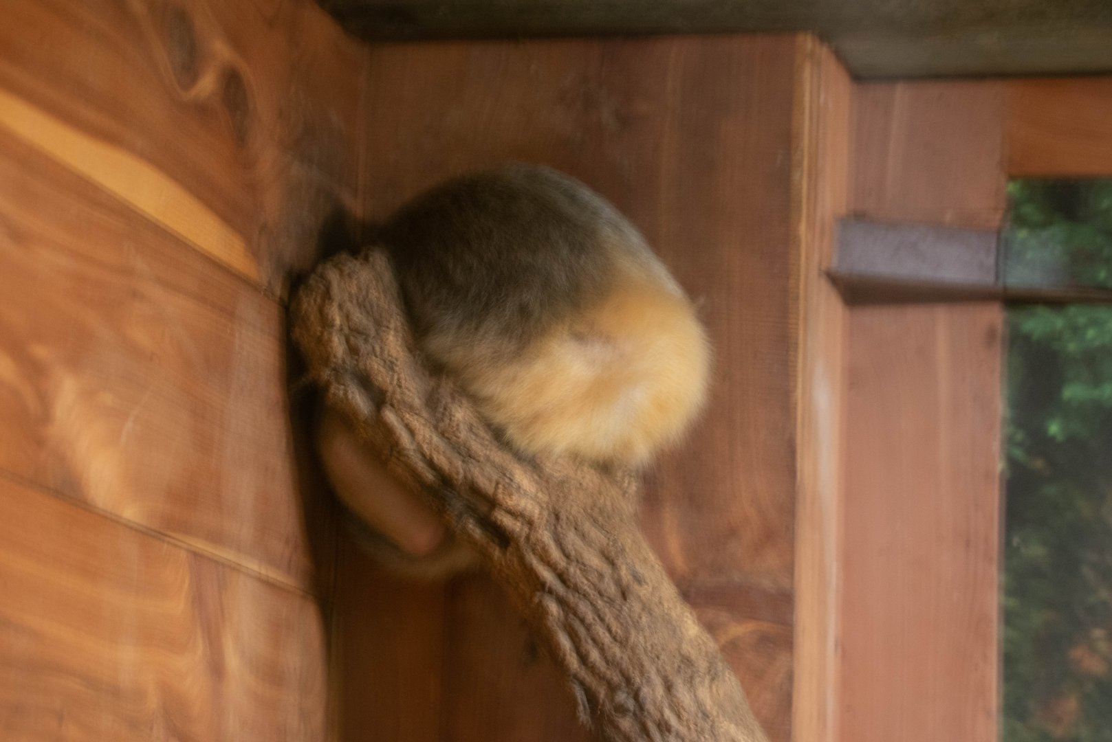 Suspected Northern Tamandua 2