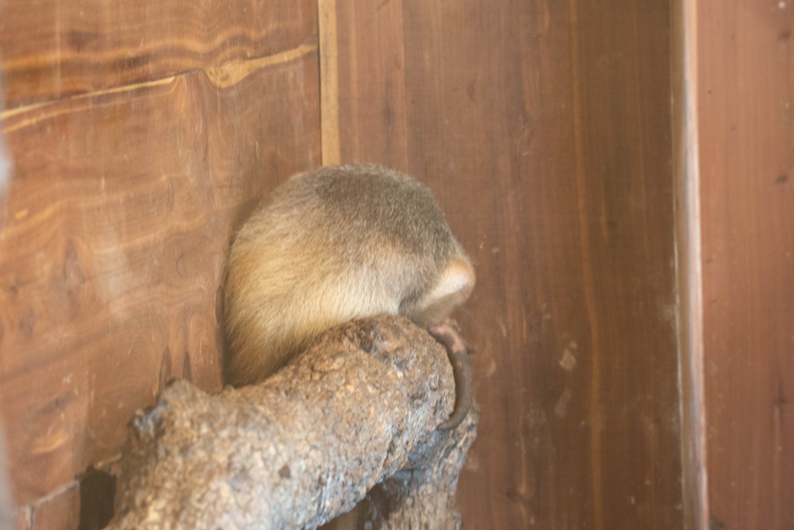 Suspected Northern Tamandua at Aggieland Safari