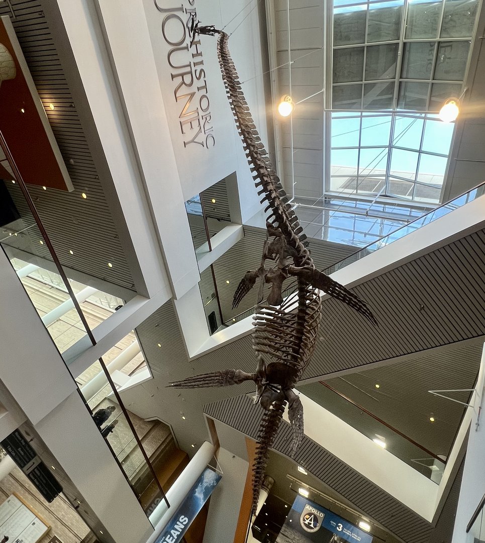 Suspended Marine Reptile