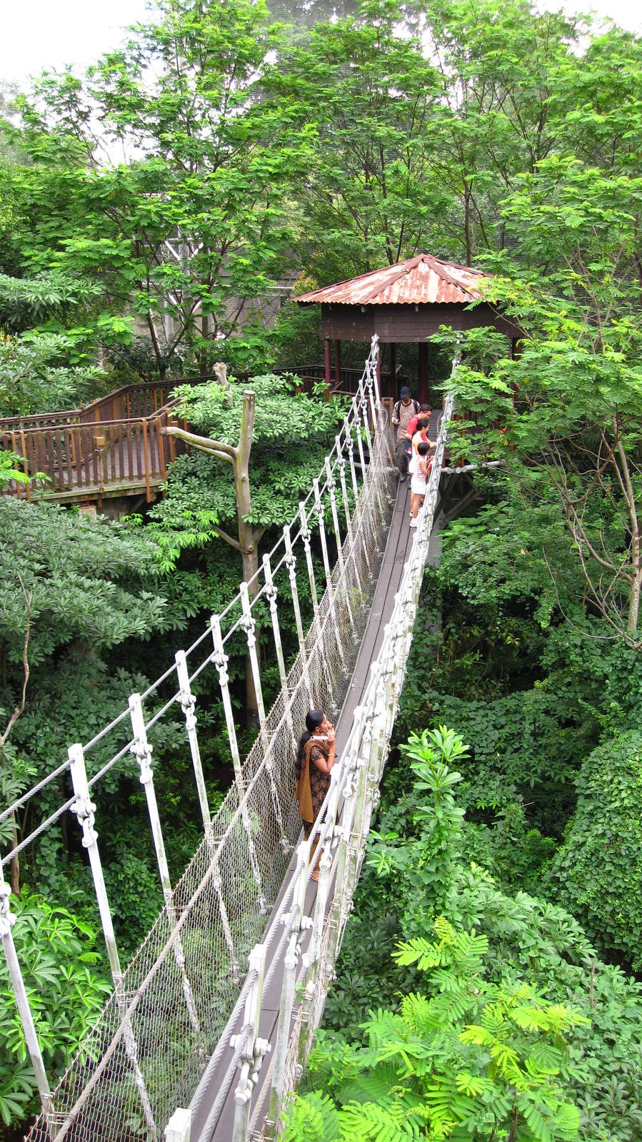 Suspension Bridge, Lory Loft - Jurong Bird Park