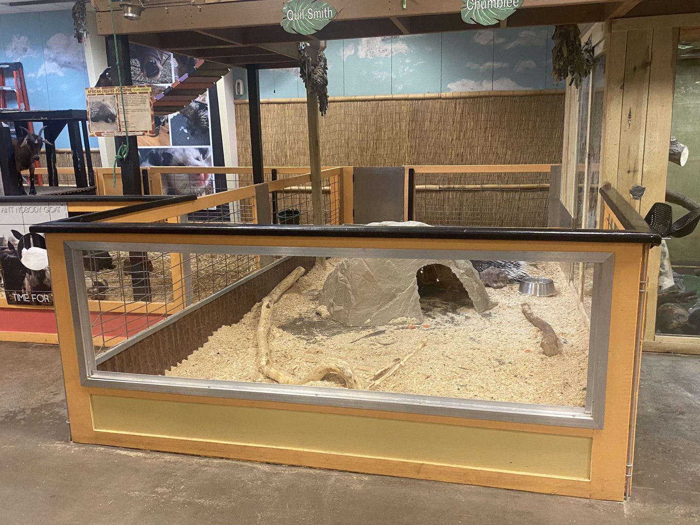 Sustainable Safari - African Crested Porcupine Exhibit