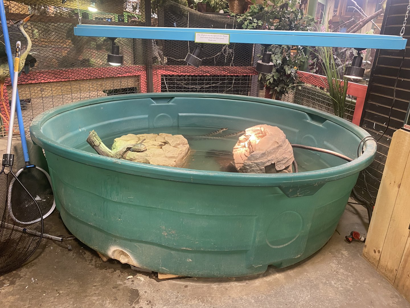 Sustainable Safari - American Alligator Pool