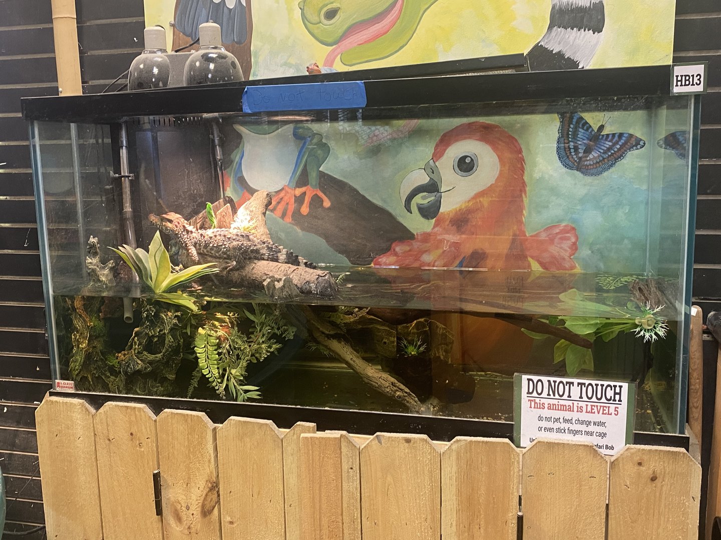 Sustainable Safari - American Alligator Terrarium