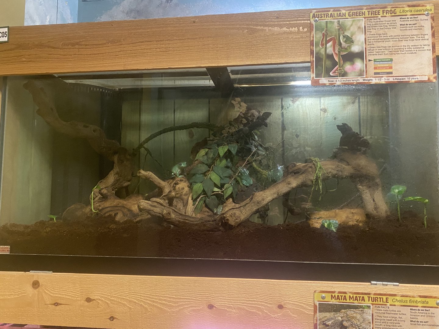 Sustainable Safari - Australian Green Treefrog Terrarium