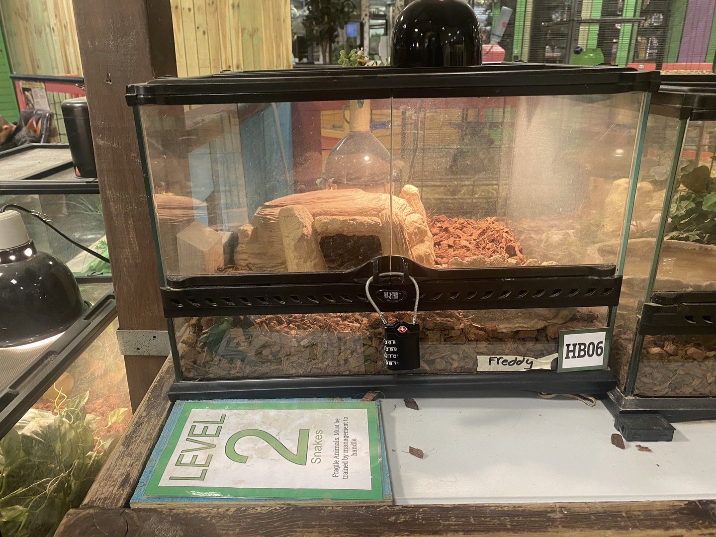 Sustainable Safari - Ball Python Terrarium