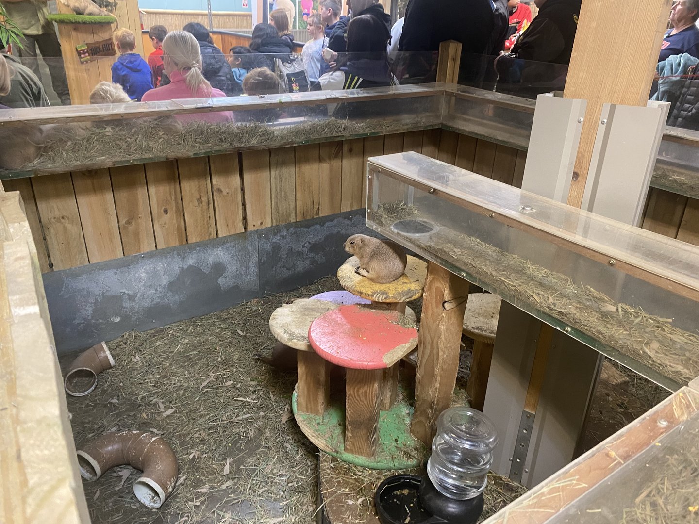 Sustainable Safari - Black-Tailed Prairie Dog Exhibit