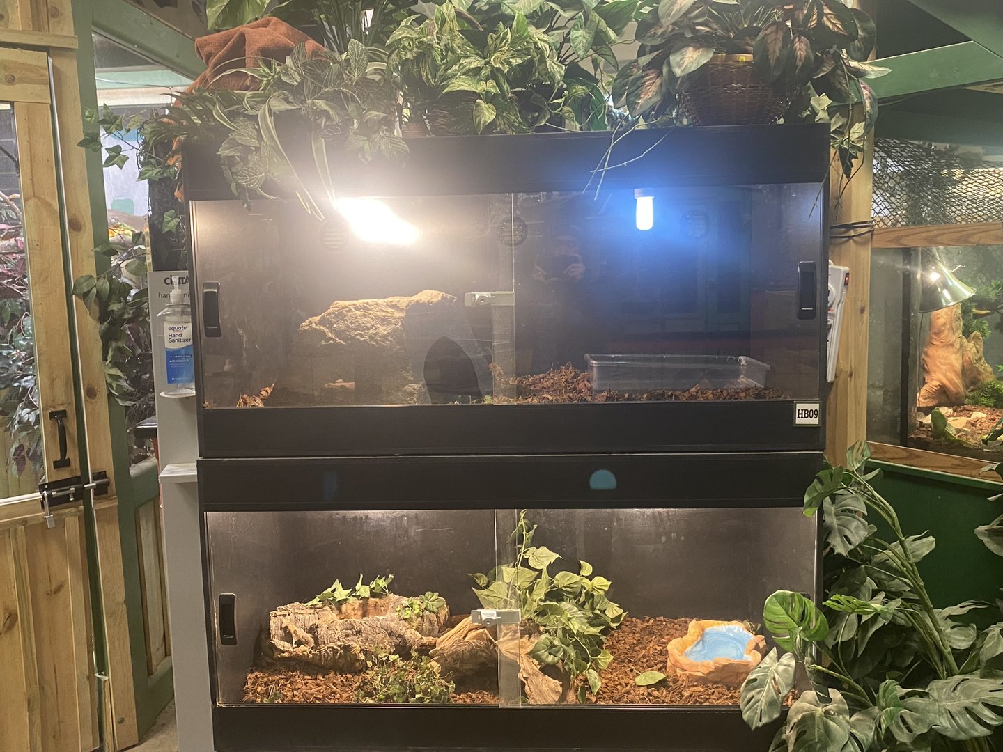 Sustainable Safari - Boa Constrictor Terreriums