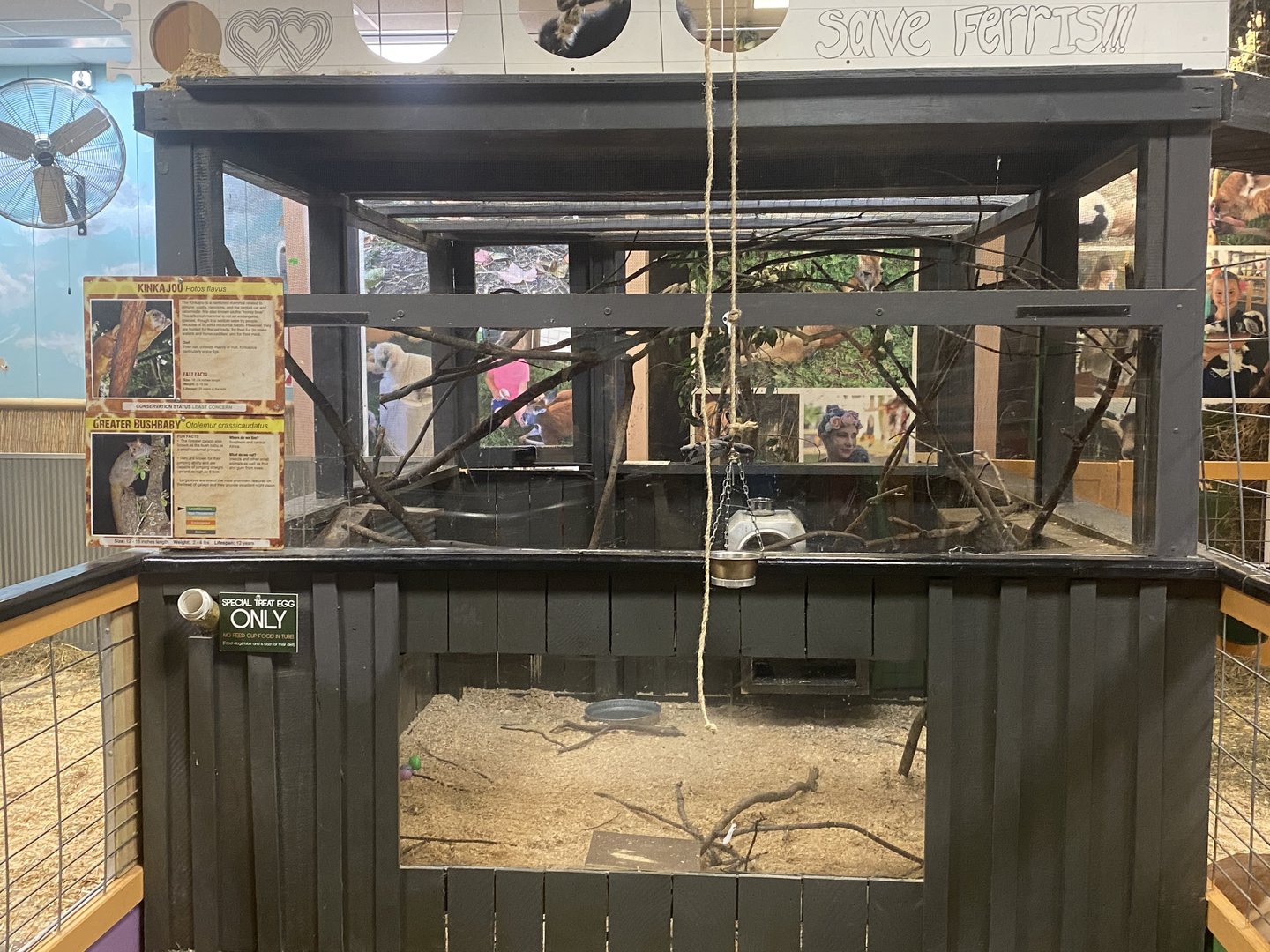 Sustainable Safari - Brown Greater Galago/Kinkajou Exhibit