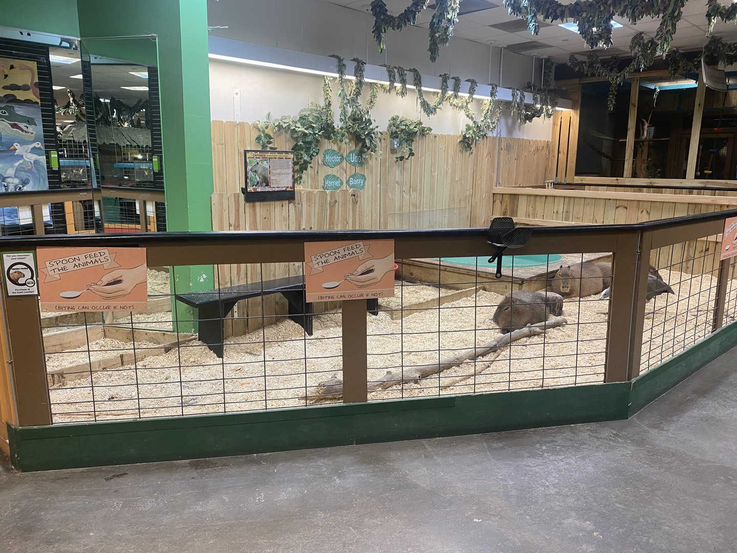Sustainable Safari - Capybara/Cape Barren Goose Exhibit