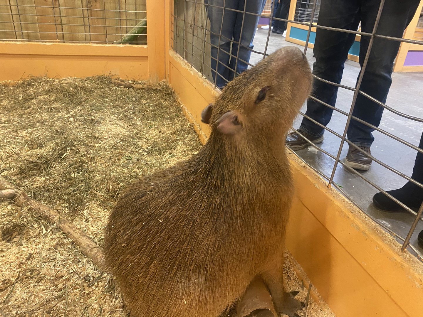 Sustainable Safari - Capybara