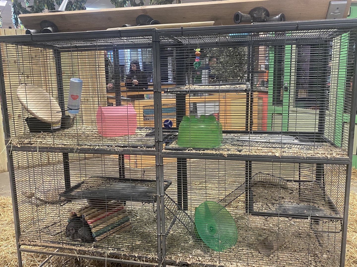 Sustainable Safari - Chinchilla Exhibit