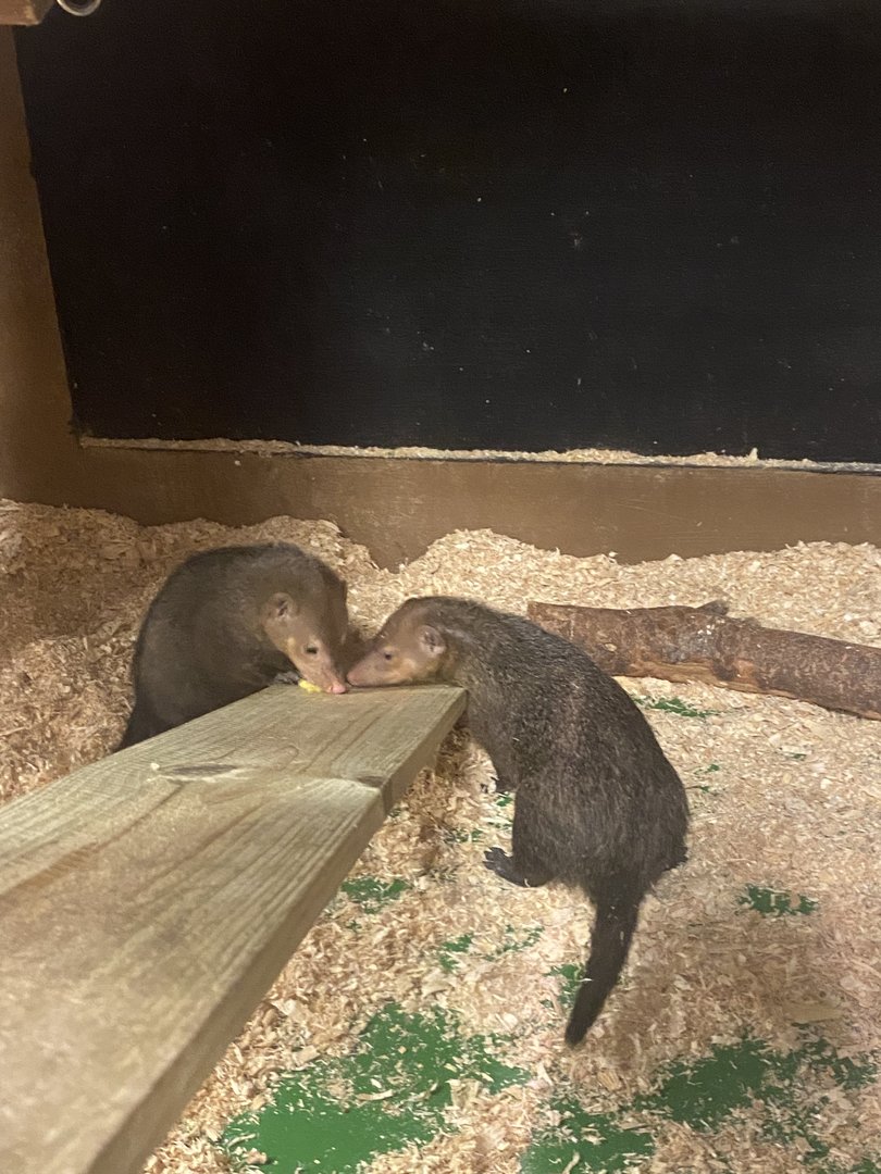 Sustainable Safari - Common Kusimanse